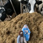 Mary and Joseph in cowshed